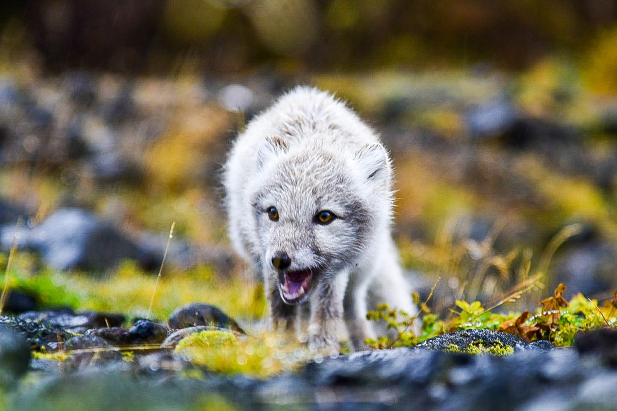 Arctic fox cub