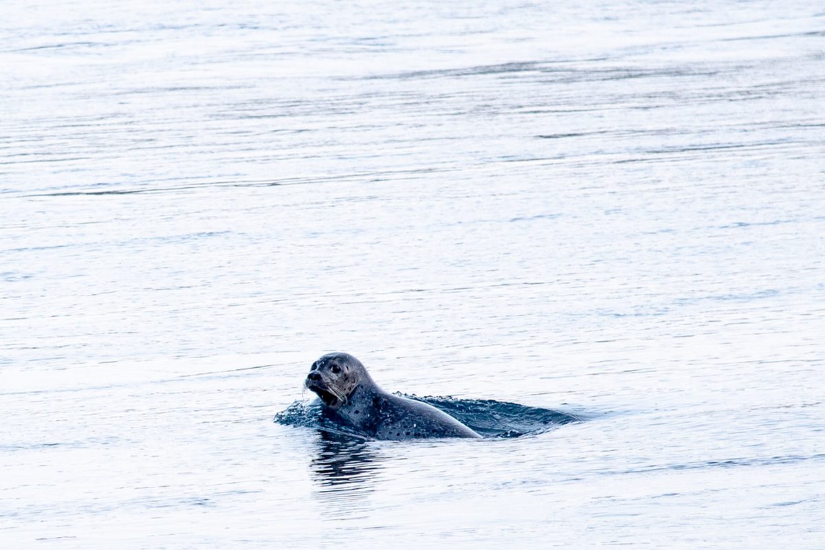 Seal in the glacier lagoon